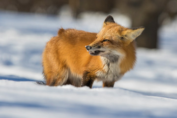 fox hunting squirrels in winter