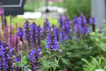 Obraz premium Katzenminze Nepeta Blüte Staude Gartenpflanze winterhart Blau Katzenliebling