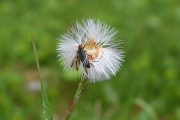 Bug . Beetle . Insect on color . Green meadow , white flower, white flower bug green leaves , spring , light , sun . 