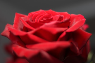 Naklejka premium Red rose. Beautiful flowers.