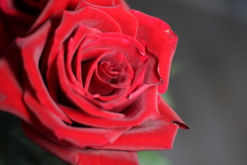 Red rose. Beautiful flowers.
