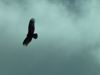 the flight of the bird of prey