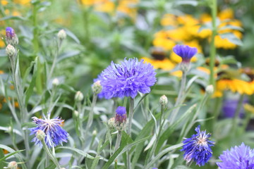 Kornblumenaster Stokesia leavis Gartenplfaze winterhart blau Blüte