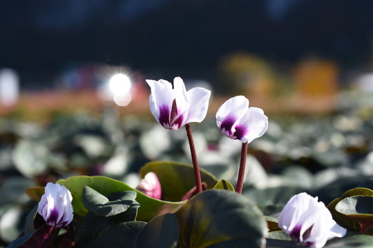 Alpenveilchen Gartenalpenveilchen Cyclame Coum Album Wei&szlig; Bl&uuml;te Gartenpflanze winterhart Staude