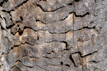 wood texture. background old panels