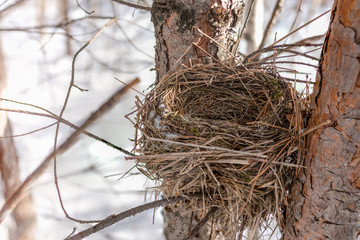 Chaffinch nest in winter on a pine tree. Chaffinch Nest. Forest bird nest.