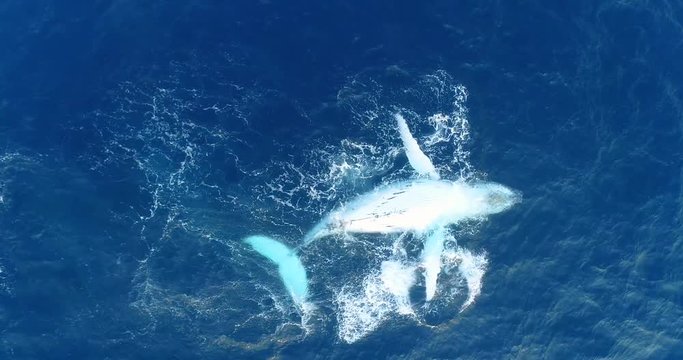 Humpback whale traveling alone decides to go belly up and displays a calming and majestic backstroke while migrating in South Africa