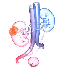 Urinary system of a woman, colorful medically 3D illustration on white background