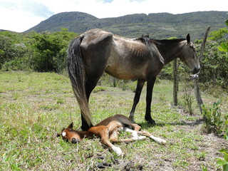 the mare and the foal