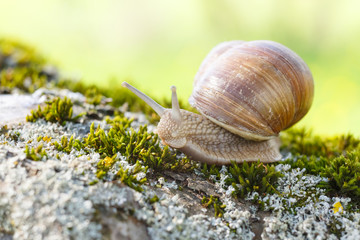 Grape snail (lat. Helix pomatia)