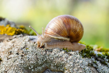Grape snail (lat. Helix pomatia)