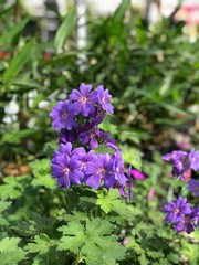 Storchschnabel Geranium Gartenpflanze winterhart Rosemoor blau Lila Biene Insekt Sommerblüher 