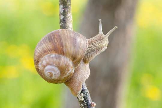 Grape snail (lat. Helix pomatia)
