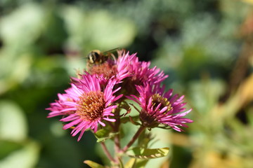 Raublattaster Aster nocae angliae Andenen an Alma Pötschke Gartenpflanze Staude Herbstblüher Rosa Bienenfutter Biene Insekt