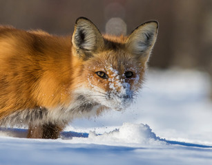 fox hunting squirrels in winter
