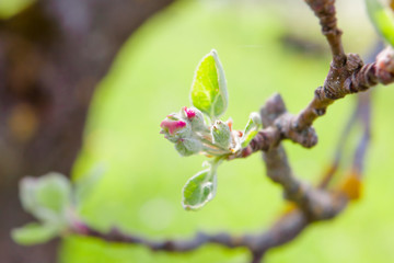 Blooming tree at spring