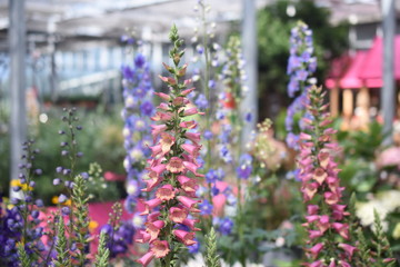 Fingerhut Digitalis purpurea Gifitg Rosa Rose Ivory Insket Biene Nahrungsquelle Nektarpflanze Gartenpflanze winterhart Staude 