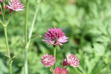Große Sterndolde Astrantia major Pink lila Wespe Wildbiene Insekt Gartenpflanze Staude Winterhart