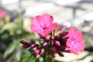 Hoher Gartenphlox Phlox subulata Adessa Red Gartenpflanze winterhart Staude rot Sommerblüher