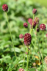 Kleiner Wiesenknopf Sanguisorba minor Little Angel Rot Sommerblüher Gartenpflanze winterhart Staude