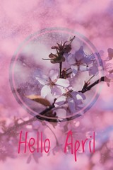 Banner hello april. Hi spring. Hello April. Welcome card We are waiting for the new spring month. The second month of spring.