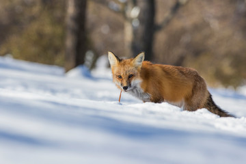 fox hunting squirrels in winter