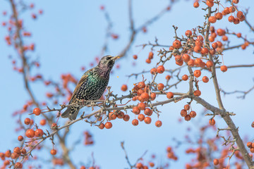 European starling in winter
