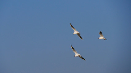 Flying seagulls