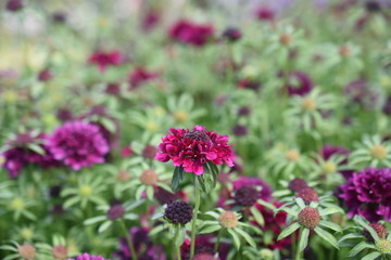Witwenblume Knautia Kardengewächs Ackerwitwenblume Rot Knospe Blüte Gartenpflanze Winterhart Staude Sommerblüher