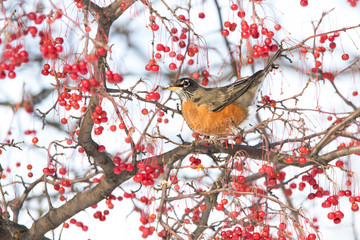 American Robin in winter