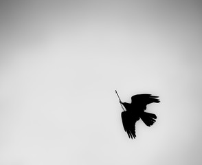 silhouette of a bird