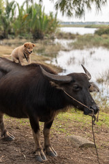 Dog sitting on water buffalo