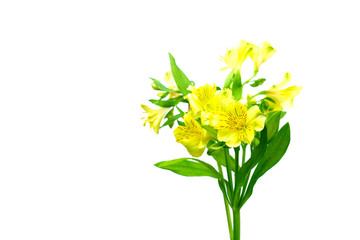 Yellow alstroemeria flowers and leaves on isolated background.