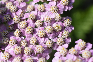 Schafgarbe Achillea lilac beauty insekt Biene Wespe Blattschneiderbiene Macro Blüte Knospe Gartenpflanze Rosa winterhart Staude Sommerblüher