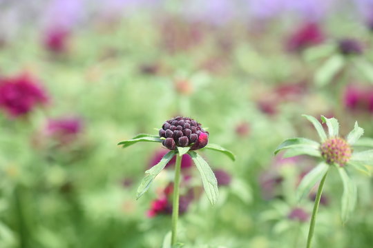 Witwenblume Knautia Kardengew&auml;chs Ackerwitwenblume Rot Knospe Bl&uuml;te Gartenpflanze Winterhart Staude Sommerbl&uuml;her
