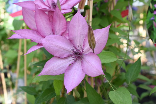 Waldrebe Clematis Kletterplfanze Rosa Bl&uuml;te Knospe Giselle Staude winterhart