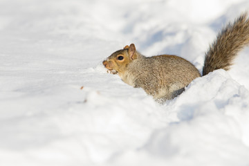 Eastern grey squirrel in winter