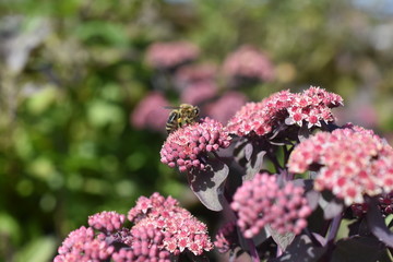 Pflaumenfetthenne Sedum cauticola robustum Biene Insekt Blüte Knospen Fetthene Steingartenpflanze Gartenpflanze Staude winterhart rosa 