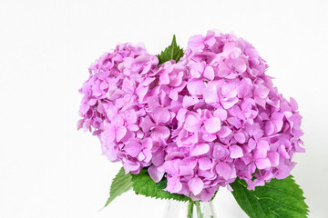 beautiful bouquet of pink hydrangea flowers with water drops. spring holiday or wedding background. greeting card