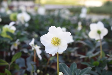 Fototapeta premium Schneerose Helleborus nigra Gartenpflanze Frühlingblüher Winterpflanze Staude winterhart weiß 