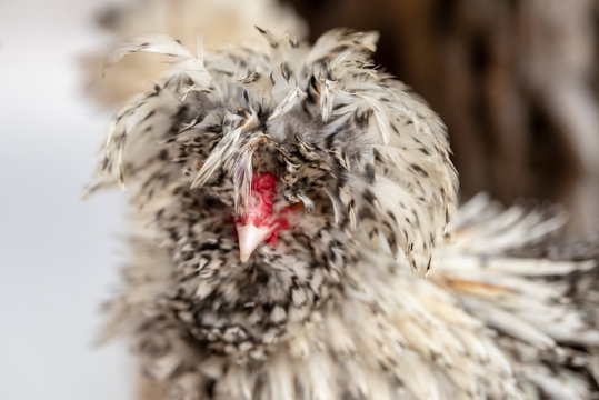 Frizzle Bantam Chicken