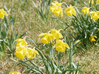 Fleurs de printemps. Les narcisses ou jonquilles jaune solitaires au sommet de tiges (Narcissus...