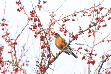 American Robin in winter