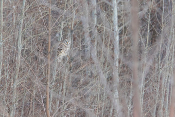 Barred owl in snow storm