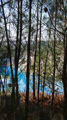 Obraz premium Pines with Old clay quarry turned into a lake in background