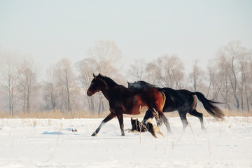 Naklejka na ściany i meble A herd of horses running in the snow field