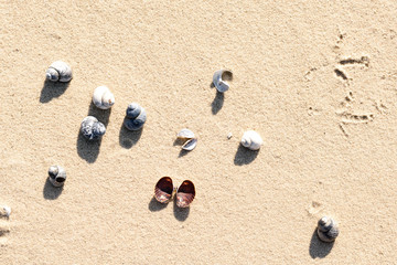 Fototapeta na wymiar traces of the bird on the sand, shells. 