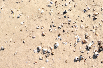 traces of the bird on the sand, shells. 