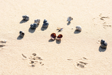 Fototapeta na wymiar Bird tracks on the sand