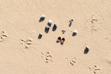 Bird tracks on the sand